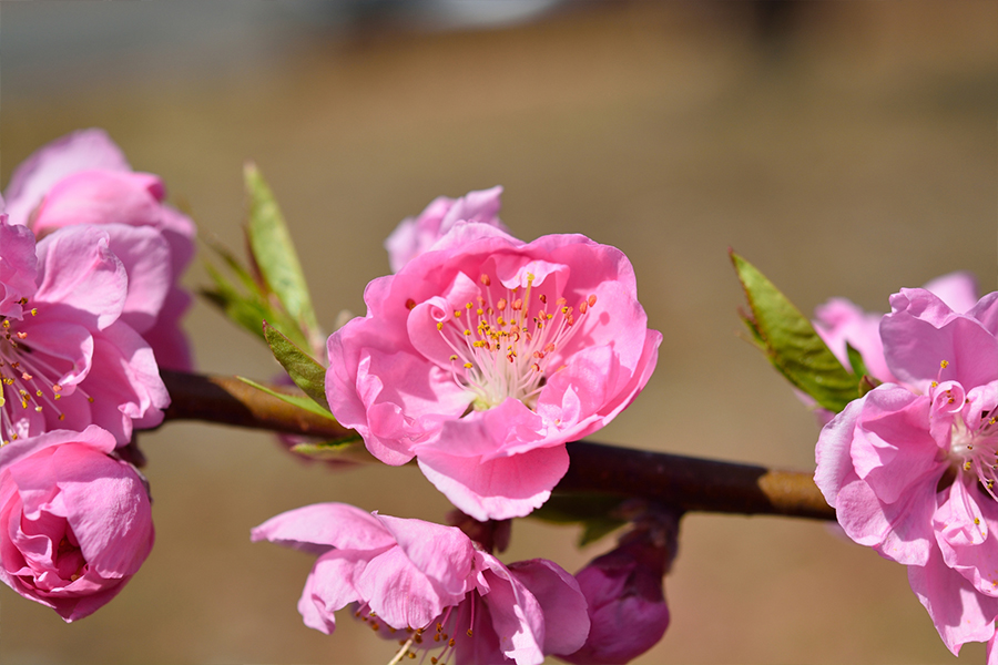 4月第一日曜日　灌仏会(花まつり)